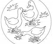 Coloriage et dessins gratuit Les canards à imprimer