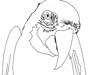Coloriage Portrait d'un Perroquet