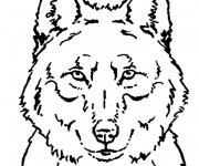 Coloriage Portrait Loup