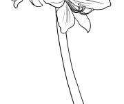 Coloriage Amaryllis Hippeastrum dans un pot