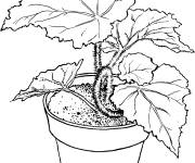 Coloriage et dessins gratuit B&eacute;gonia dans un pot à imprimer
