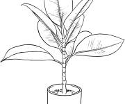 Coloriage et dessins gratuit Ficus dans un petit pot à imprimer