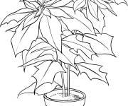 Coloriage et dessins gratuit Poinsettia dans un pot à imprimer