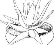 Coloriage et dessins gratuit Pot de Aloe marlothii à imprimer