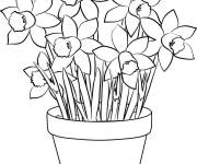 Coloriage Pot de fleurs type Jonquilles