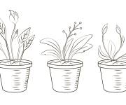 Coloriage Trois pots avec des plantes d'int&eacute;rieur