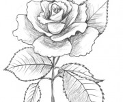 Coloriage Rose au crayon