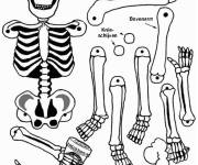 Coloriage Les éléments de la squelette humain