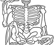 Coloriage Squelette assis
