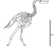 Coloriage Squelette de Dinosaure debout