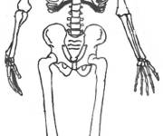 Coloriage Squelette de science