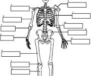 Coloriage Squelette humain à renommer
