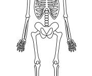 Coloriage Squelette humain anatomie