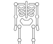 Coloriage Squelette humain en vecteur