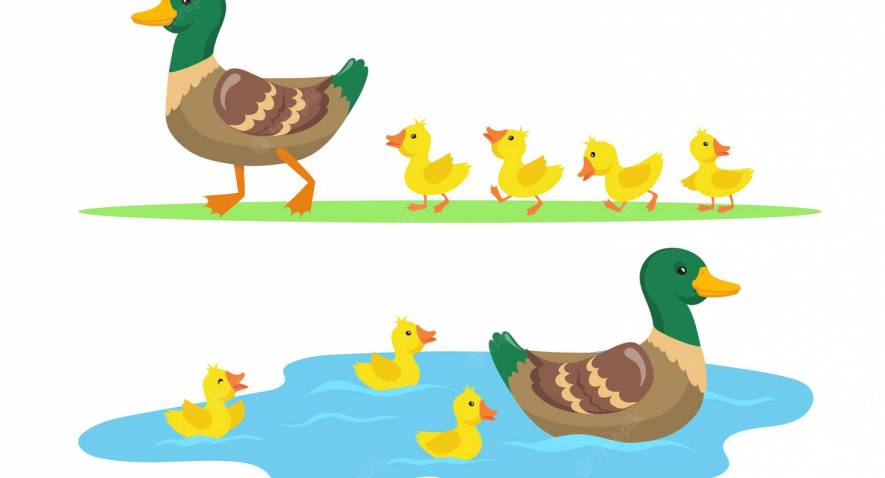 Comptez les canards