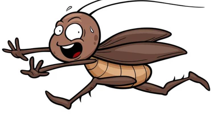 La blatte drôle