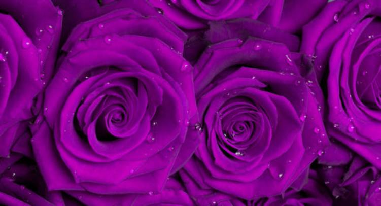 Vive le lilas