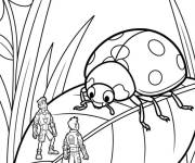 Coloriage Fr&egrave;res Kratt et la coccinelle