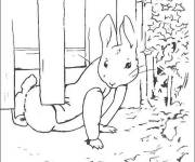 Coloriage Aventure de Pierre lapin