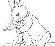 Coloriage Pierre lapin r&eacute;colte les carotte