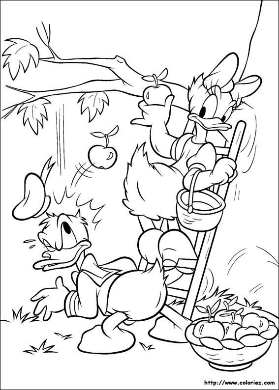 Coloriage et dessins gratuits Daisy et Donald font la cueillette à imprimer