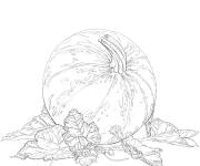 Coloriage Citrouille avec des feuilles r&eacute;aliste