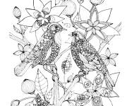 Coloriage Deux oiseaux sur une branche adulte