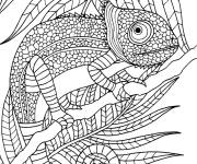 Coloriage Le cam&eacute;l&eacute;on sur un arbre adulte