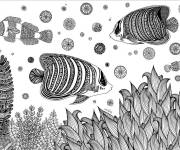 Coloriage Poissons adultes