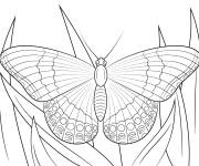 Coloriage et dessins gratuit Adulte papillon Amiral à imprimer