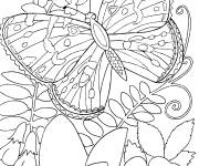 Coloriage et dessins gratuit Adulte Papillon et fleur à imprimer
