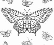 Coloriage Adulte Papillon machaon