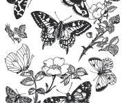 Coloriage et dessins gratuit Adulte Papillon monarque à imprimer
