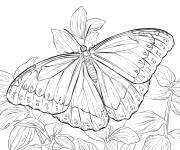 Coloriage et dessins gratuit Adulte papillon morpho peleides à imprimer
