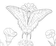 Coloriage et dessins gratuit Adulte Papillon multicaudata à imprimer