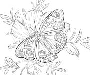 Coloriage Adulte Papillon ocell&eacute;