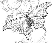 Coloriage Adulte Papillon sur une jolie fleur