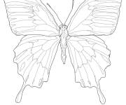 Coloriage Adulte Papillon Ulysses
