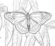 Coloriage Adulte papillon Vice-roi