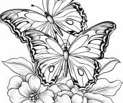 Coloriage Deux papillons pour adulte