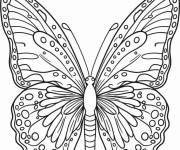 Coloriage Papillon d&eacute;taill&eacute; pour adulte