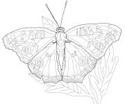 Coloriage Papillon hiboux difficile
