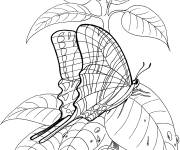 Coloriage et dessins gratuit Papillon sur une feuille pour adulte à imprimer