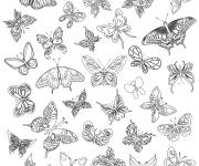 Coloriage et dessins gratuit Plusieurs papillons pour adulte à imprimer