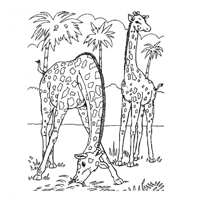 Coloriage et dessins gratuits Adulte Paysage de Girafes en Afrique à imprimer