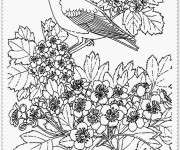 Coloriage et dessins gratuit Paysage Oiseaux à imprimer