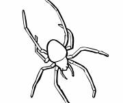 Coloriage Araign&eacute;e veuve noire