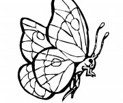 Coloriage Papillon vecteur