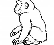 Coloriage Singe au crayon
