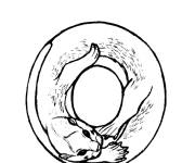 Coloriage Alphabet anglais pour animaux O pour Otter